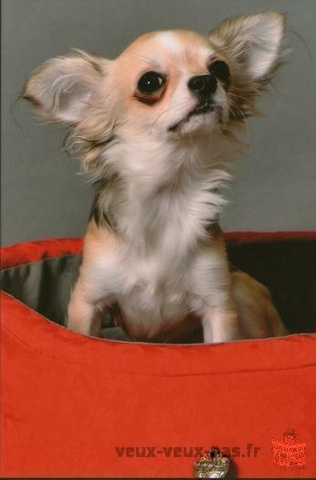 Saillie chihuahua