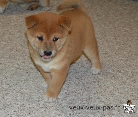 Chiots shiba inu pour bonne famille