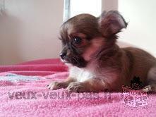 Magnifique chiot type Chihuahua femelle a donner