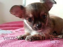 Magnifique chiot type Chihuahua femelle a donner