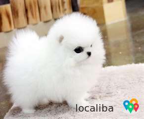 Ce chiot pomeranien cherche une bonne famille d'accueil