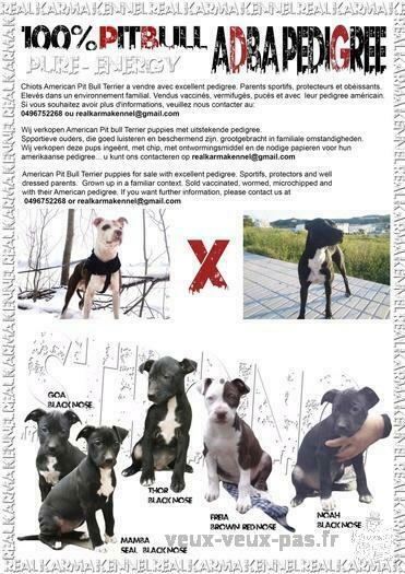 Pitbull for sale in Belgium