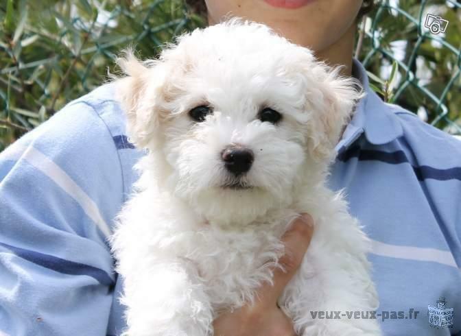 3 adorables chiots type bichon frisé à donner