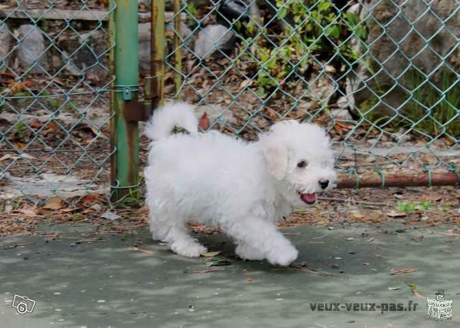 3 adorables chiots type bichon frisé à donner