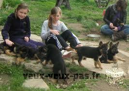 chiots berger allemand dispo