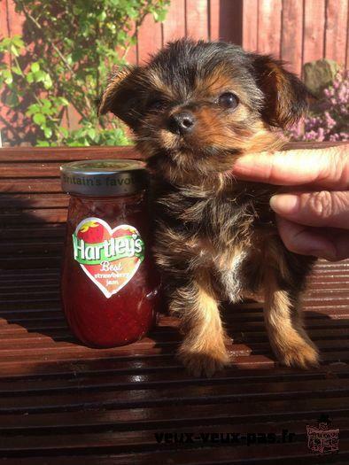 Mâle Yorkshire Terrier. AKC enregistrés