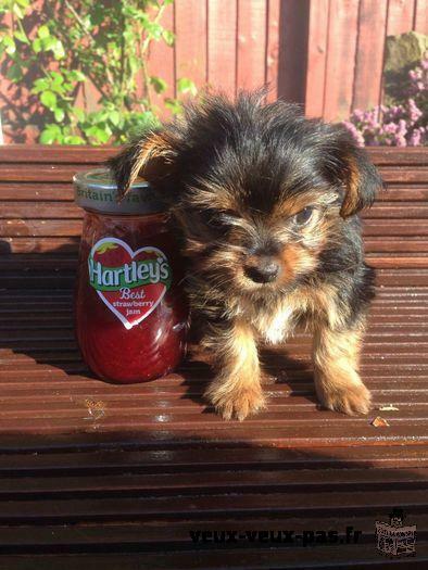 Mâle Yorkshire Terrier. AKC enregistrés