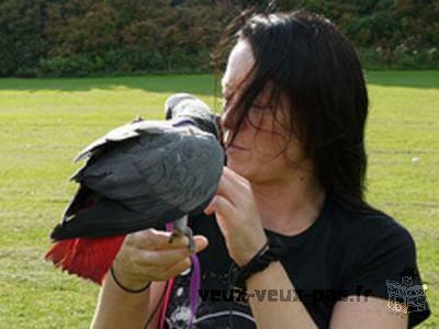 Inseparable parrots grey (for Adoption)