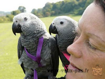 Inséparables Perroquets Gris Du Gabon ( Pour Adoption )