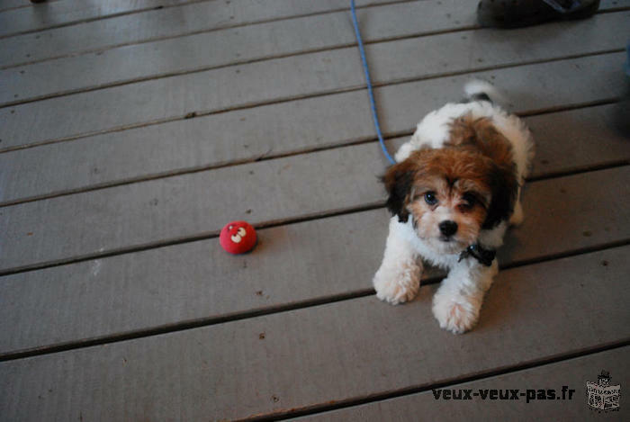 Chiots de type bichons maltais