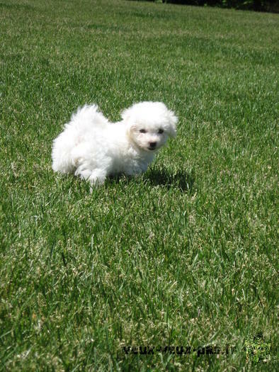 Chiots de type bichons maltais