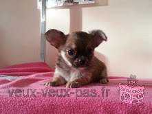 Magnifique chiot type Chihuahua femelle a donner