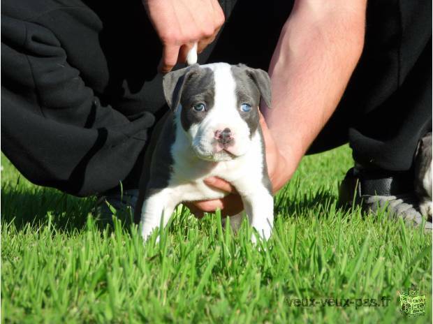 A donner Magnifique chiot american bully de 8 semaines