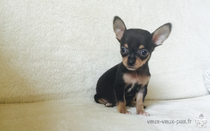 Chiot chihuahua femelle