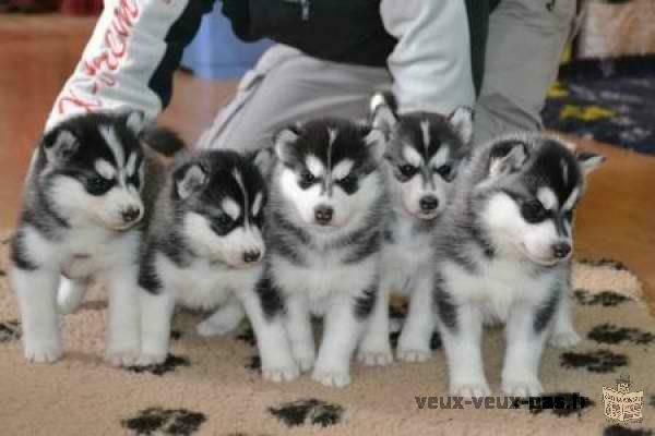 A réserver 2 magnifiques chiots husky sibérien