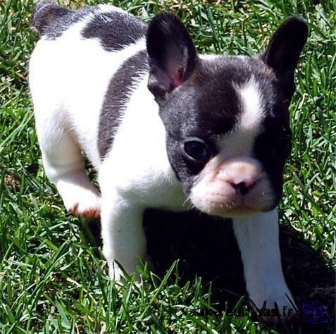 chiot de type buledogue francais