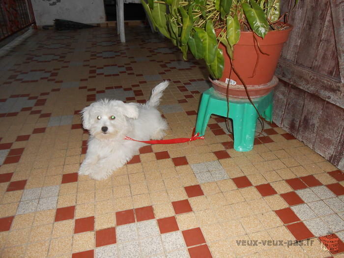 Vend Chien Bichon femelle Blanc 3 mois Pucé