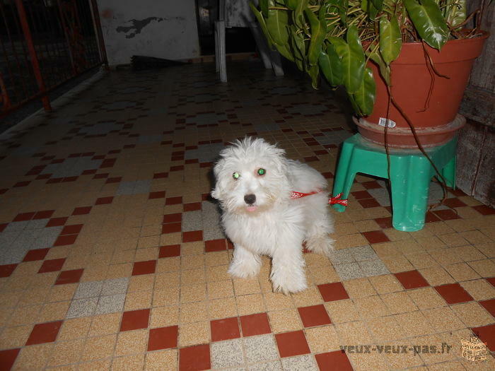 Vend Chien Bichon femelle Blanc 3 mois Pucé