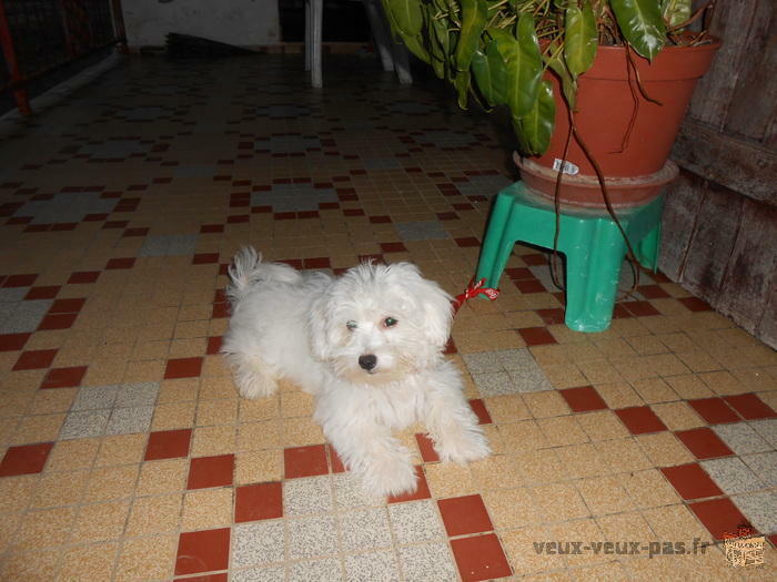 Vend Chien Bichon femelle Blanc 3 mois Pucé