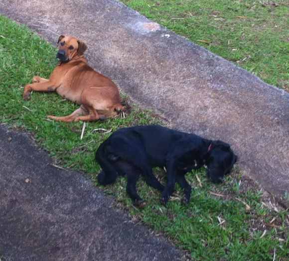 2 chiens perdus à Petit-Bourg (Vernou)