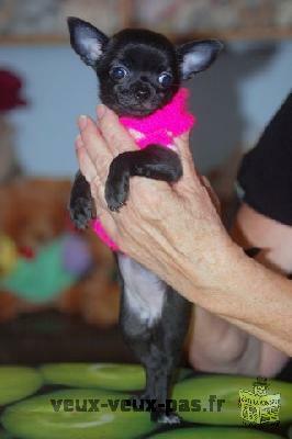 Femelle chihuahua de tres petite taille