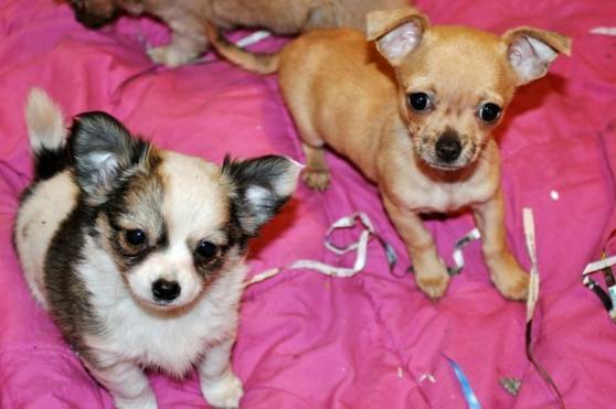 Chiots type Chihuahua petit gabarit