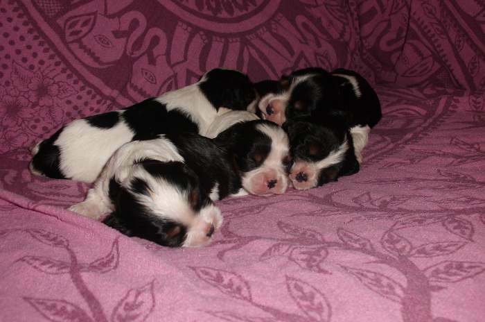 chiots cavalier king charles