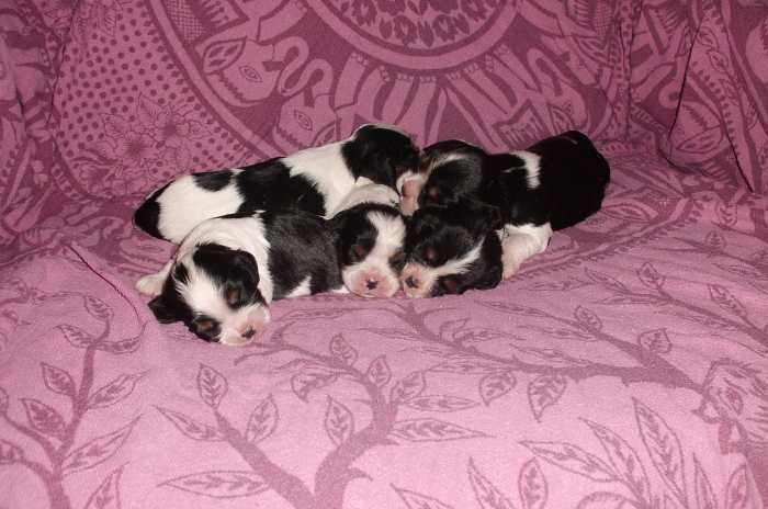 chiots cavalier king charles