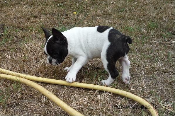 Magnifique bb bouledogue français