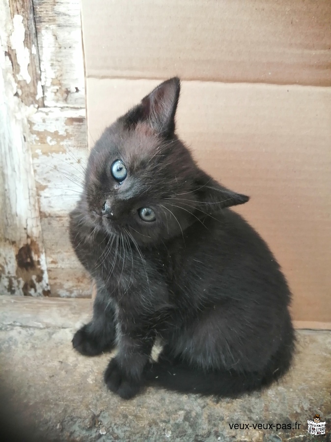 Adorables chatons câlins