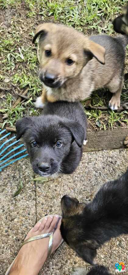 Husky croisé labrador à donner