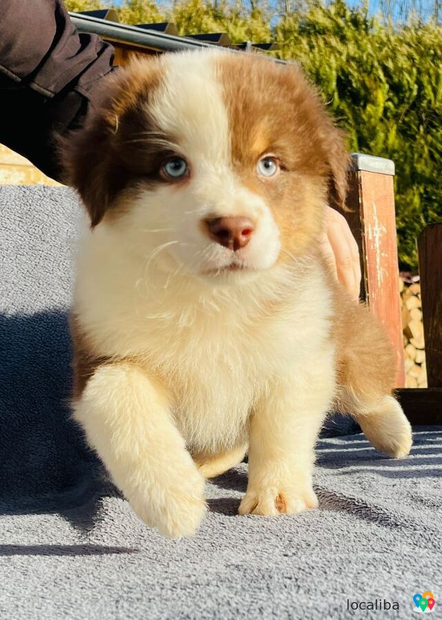 A Donner mignonne chiot berger australien