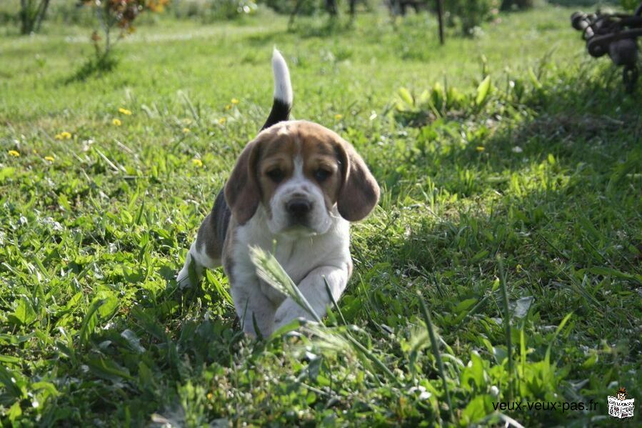 Chiots beagle lof