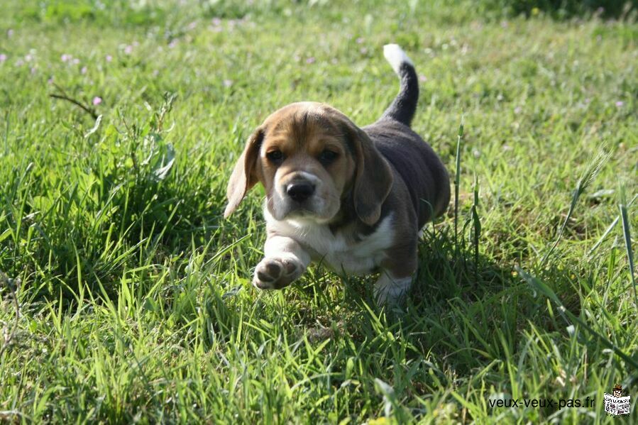 Chiots beagle lof