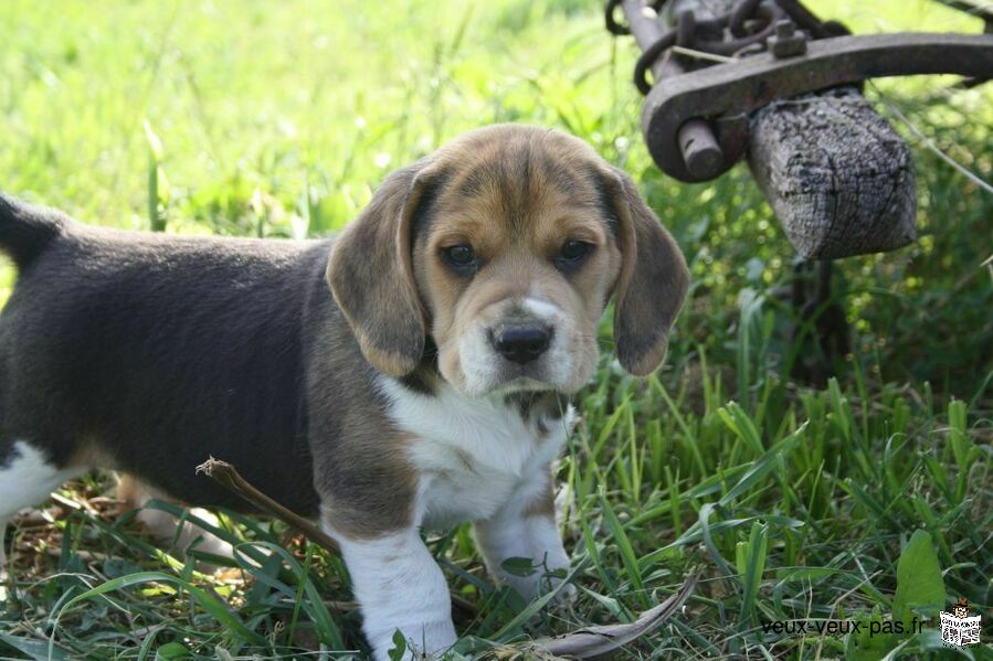 Chiots beagle lof