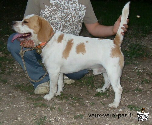 Chiots beagle tricolores et lemons lof