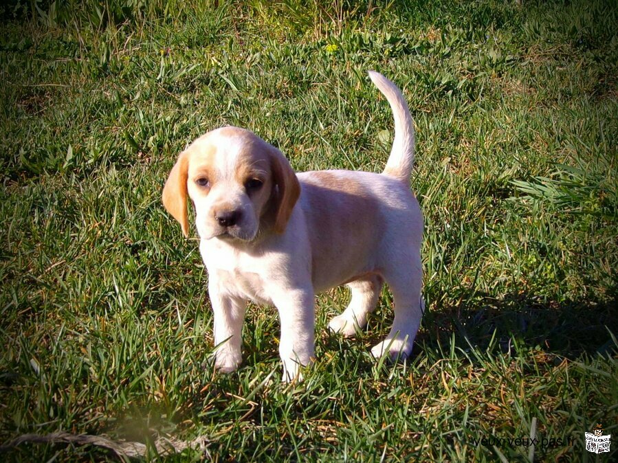 Chiots beagle tricolores et lemons lof