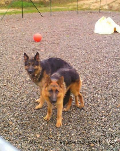 chiots BERGER ALLEMAND LOF ou non lof