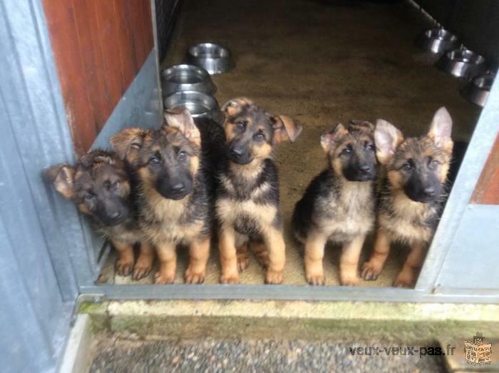 chiots BERGER ALLEMAND LOF ou non lof