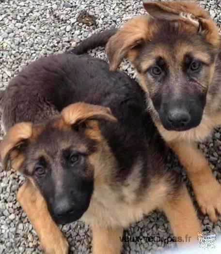 chiots BERGER ALLEMAND LOF ou non lof