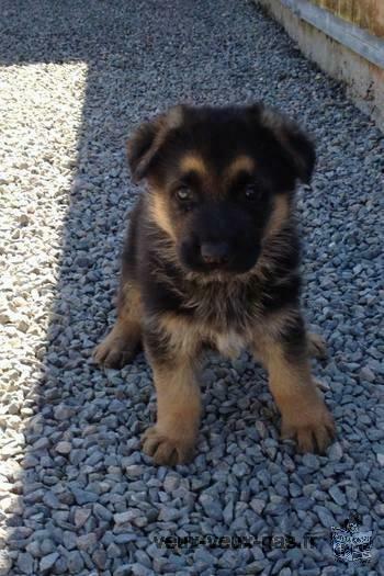 chiots BERGER ALLEMAND LOF ou non lof