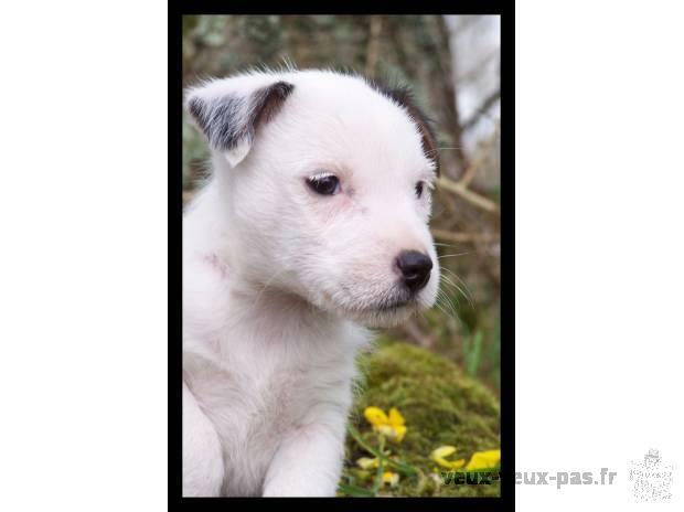 Adorable chiot mâle type jack Russell