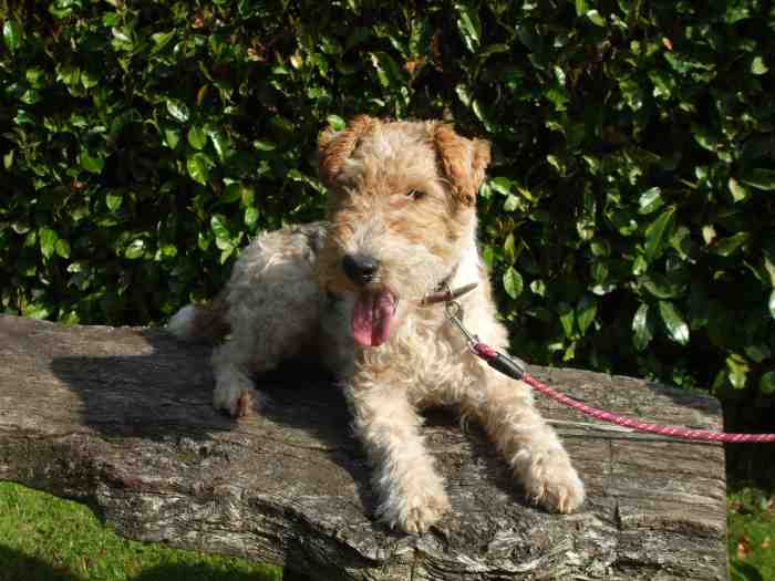 chiots fox terrier poil dur tricolore