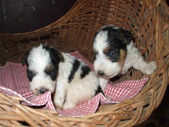 chiots fox terrier poil dur tricolore