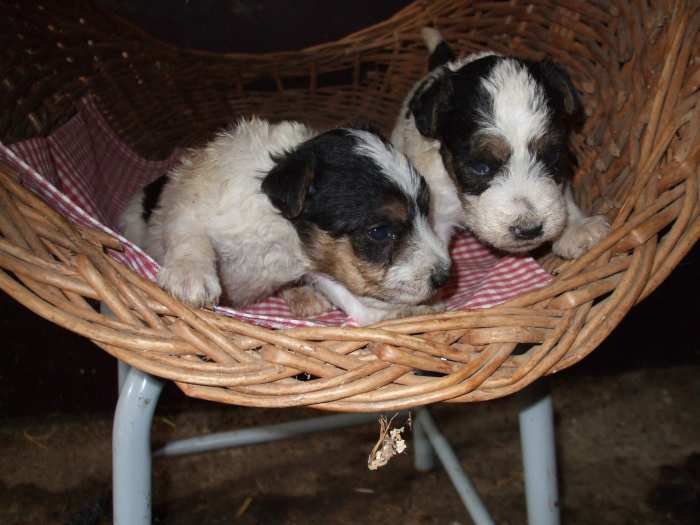 chiots fox terrier poil dur tricolore