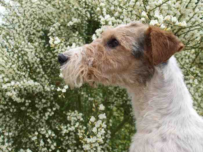 chiots fox terrier poil dur tricolore