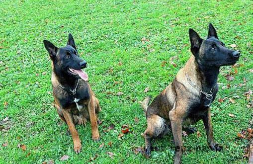 BB Chiots Berger Belge Malinois