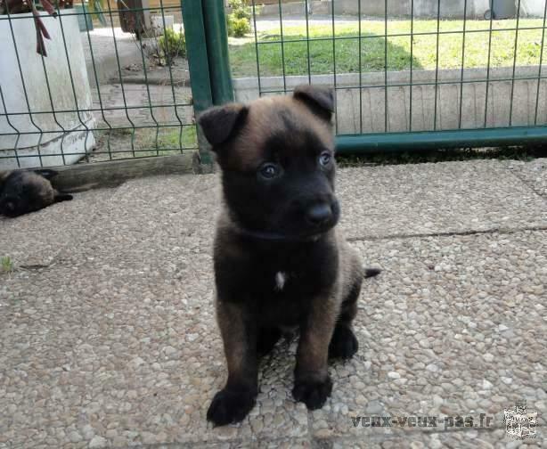 BB Chiots Berger Belge Malinois