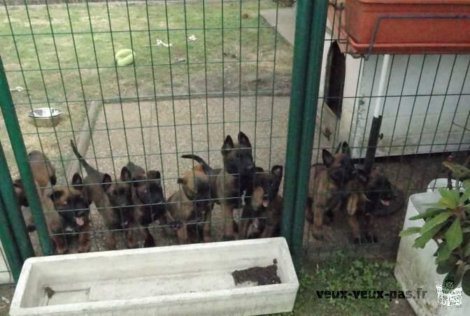 BB Chiots Berger Belge Malinois