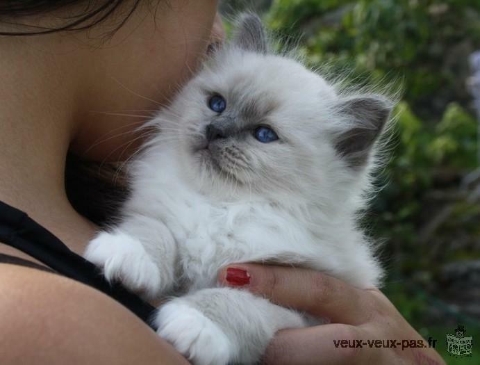 chaton Sacré de Birmanie pure race